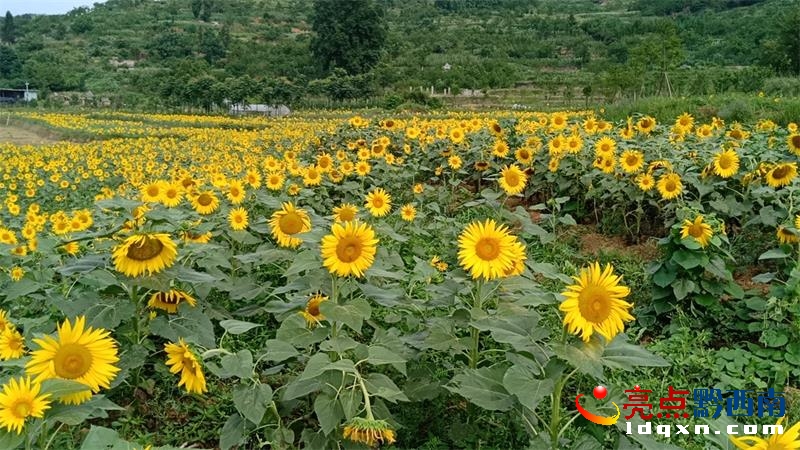 兴义市乌沙镇彩窑村第一批向日葵绽放