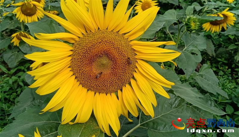 兴义市乌沙镇彩窑村第一批向日葵绽放(图2)
