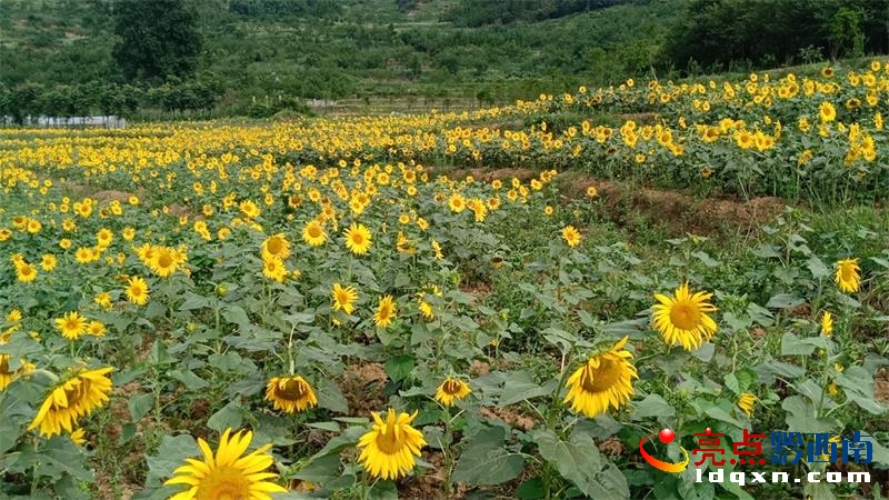 兴义市乌沙镇彩窑村第一批向日葵绽放(图4)