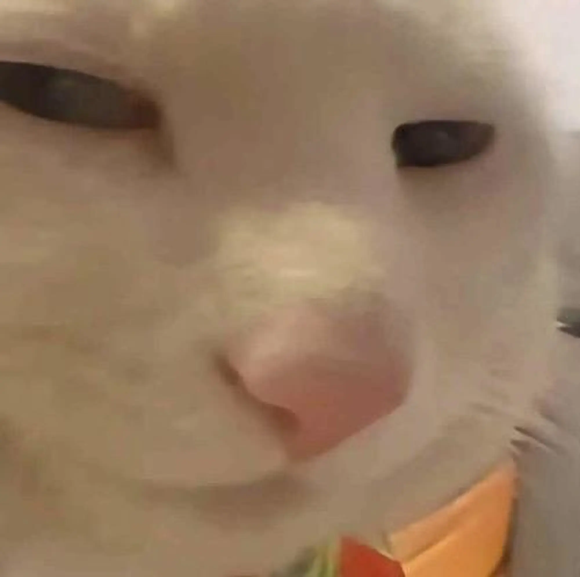 流言板]小哈达威季前赛至今运动战22中4其中三分球18中2(图4)