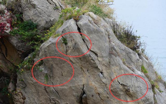 大连海边岩石遭打钉：户外运动别成“生态刺客”丨中听(图2)