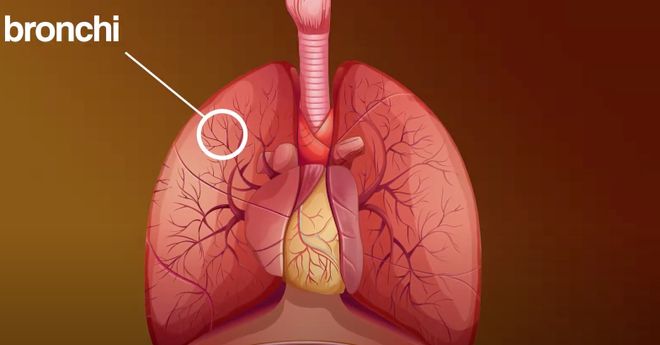 剧烈运动后嘴里的血腥味到底是怎么来的？(图2)