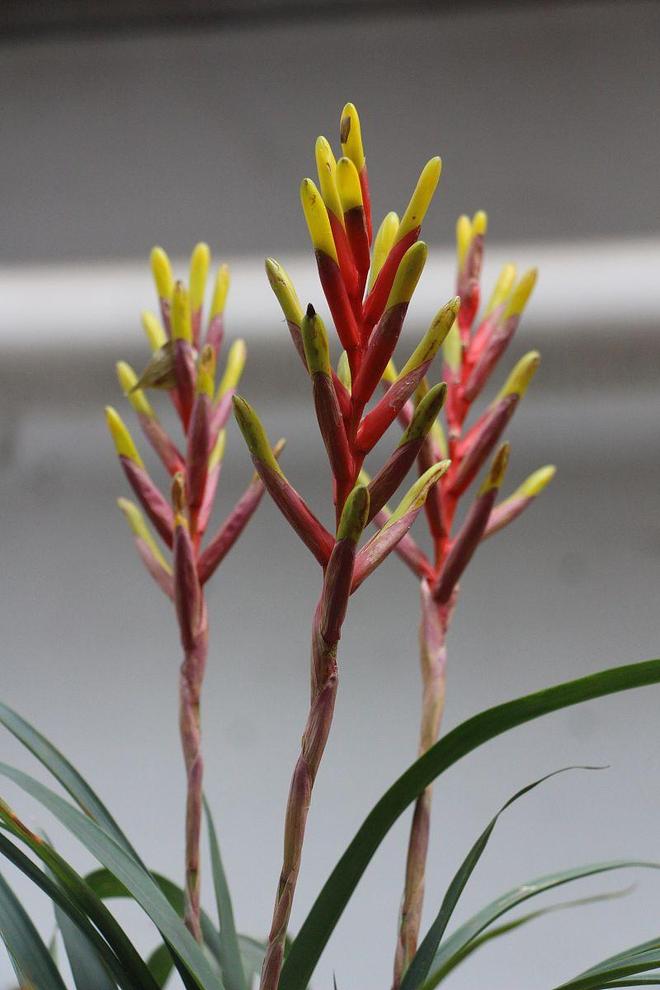 全红婵的“还可以”是谦虚还是实力下滑？——从发育期挑战看运动员的成长韧性(图3)