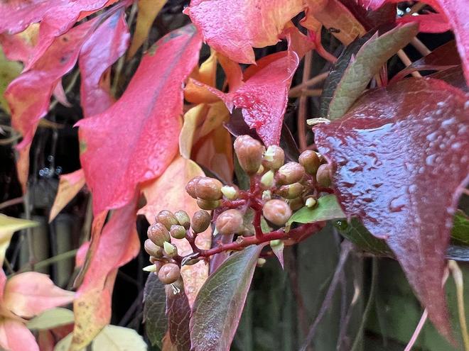 全红婵的“还可以”是谦虚还是实力下滑？——从发育期挑战看运动员的成长韧性(图2)