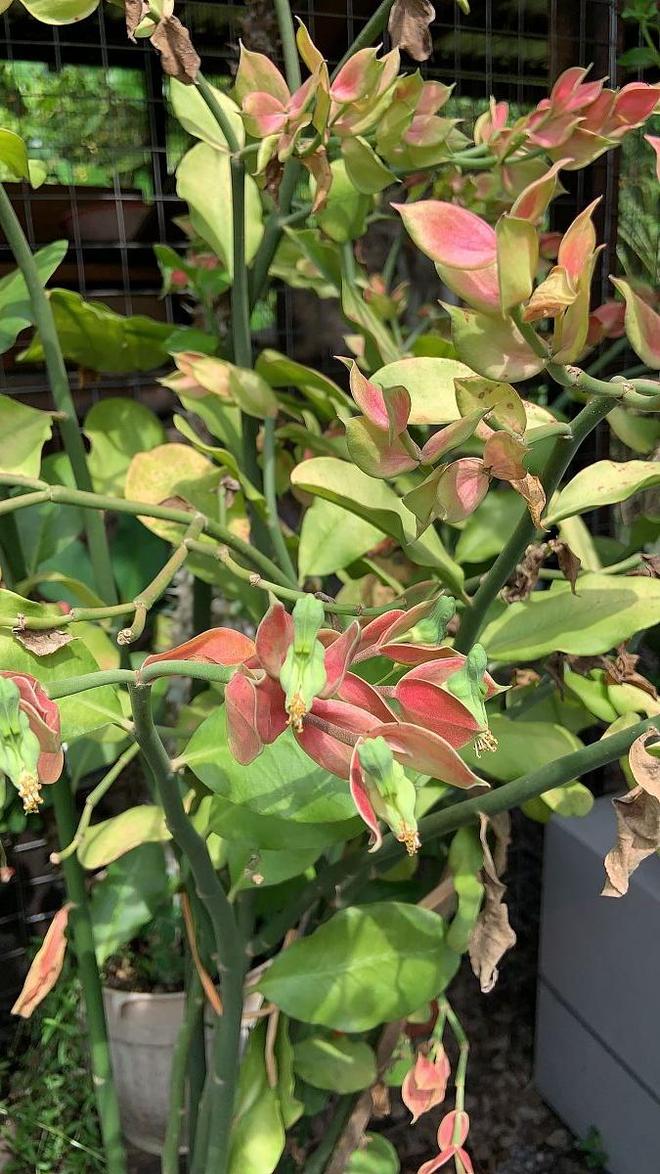 全红婵的“还可以”是谦虚还是实力下滑？——从发育期挑战看运动员的成长韧性(图4)