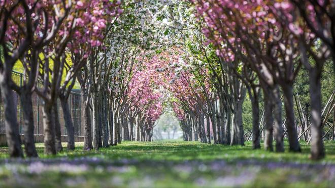 从学院到大学：上海体育大学凭什么成为体育类高校的天花板(图4)