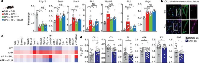 Nature重磅：运动提高大脑抗炎水平显著增强记忆力与学习能力！(图4)